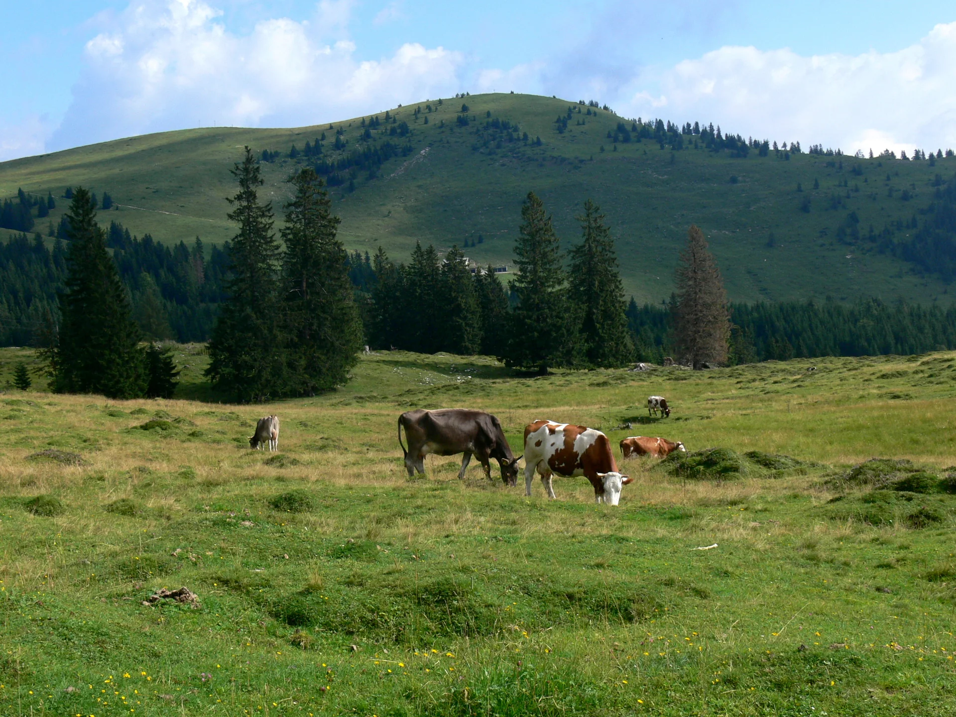 Weite Almwiese der Postalm bei Strobl mit weidenden Kühen, im Hintergrund bewaldete Hügel des Tennengaus